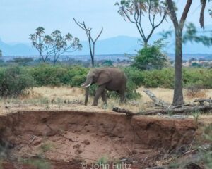 An elephant is walking through the dirt