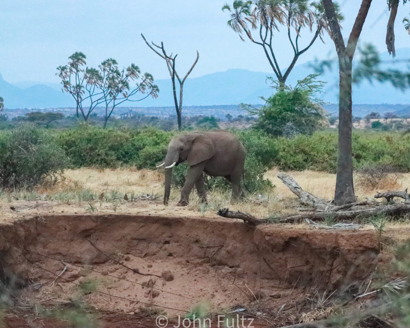 African Elephant – Kenya, Africa