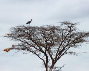 A bird flying over a tree in the sky.