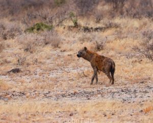 A hyena walking across the dry grass in the wild.