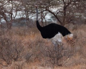 A black and white ostrich in the middle of a field.