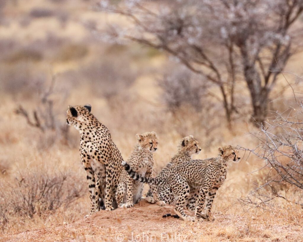 A group of cheetah standing on top of a dry grass field.