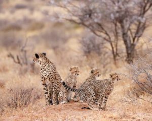 Female Cheetah with Cubs