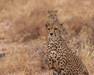 Two cheetahs in a field of dry grass