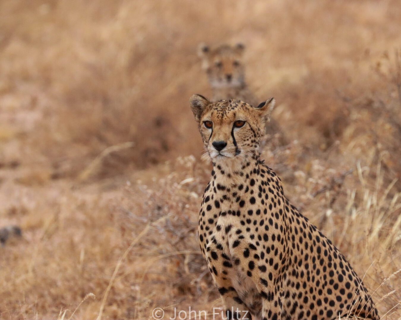 Female Cheetah with Cub – Kenya, Africa