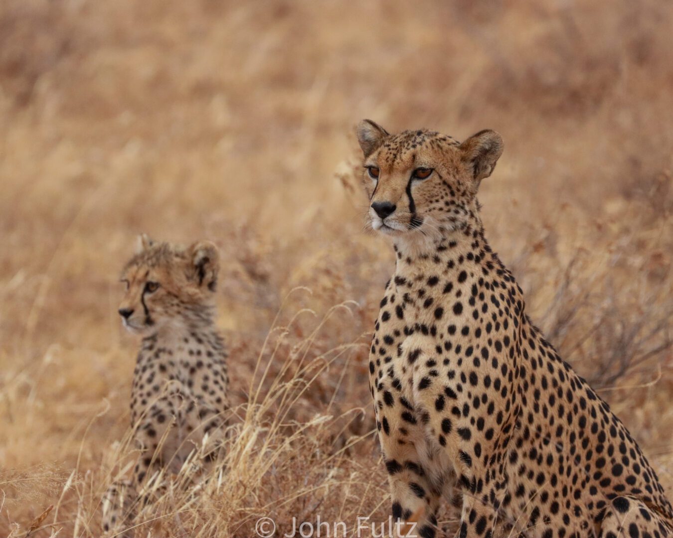 Two cheetahs standing in tall dry grass.