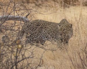 A leopard walking through the brush in front of some trees