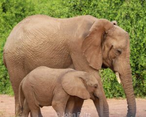 A mother elephant and her baby walk together.