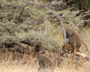 Two baboons are standing in the grass near a tree.