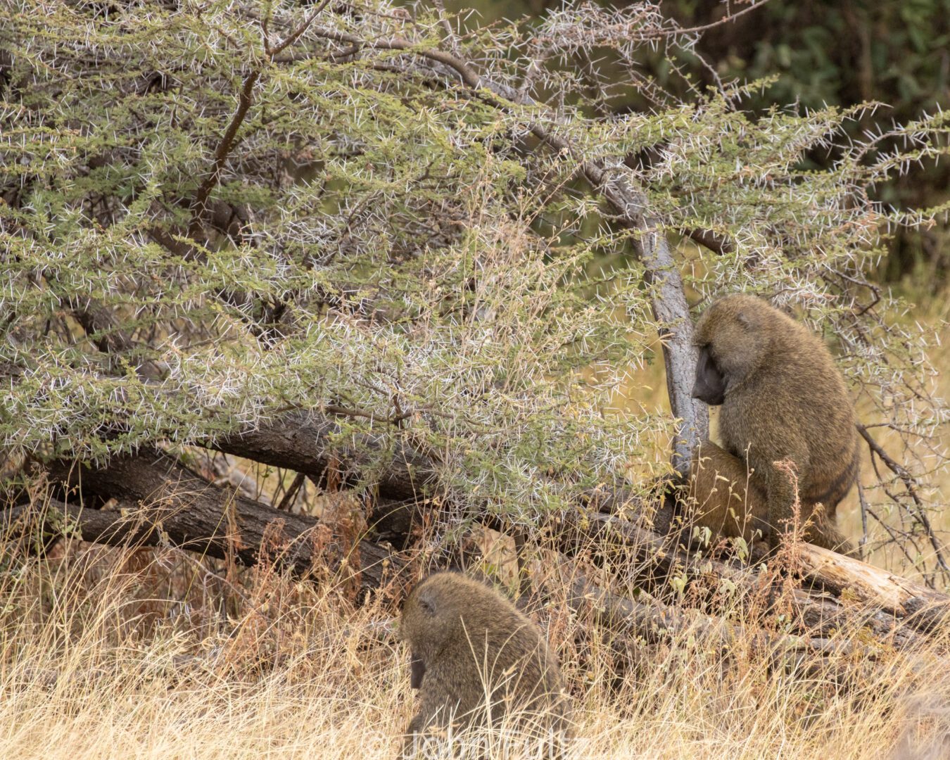 Baboons – Kenya, Africa