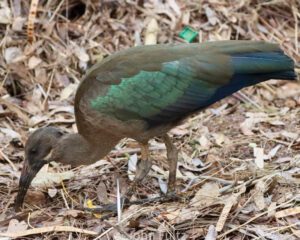 A bird with green feathers on its head and feet.