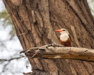 A bird sitting on top of a tree branch.