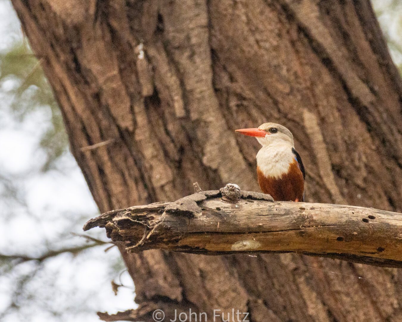 Gray-Headed Kingfisher – Kenya, Africa