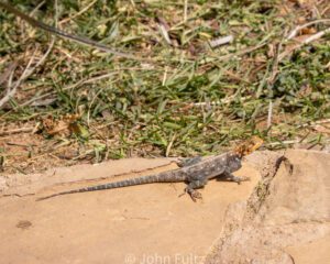 A lizard is walking on the ground near some bushes.