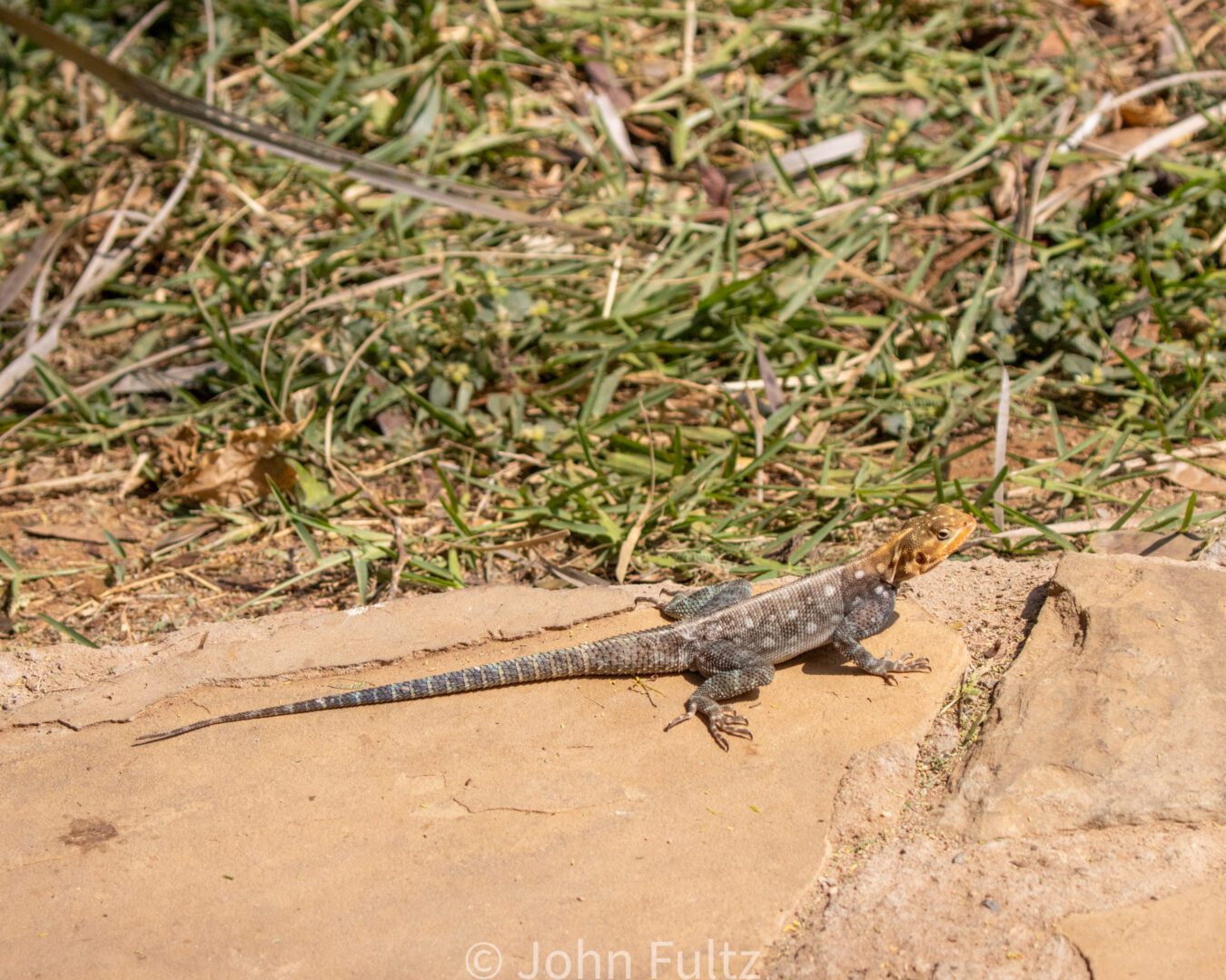 Lizard – Kenya, Africa