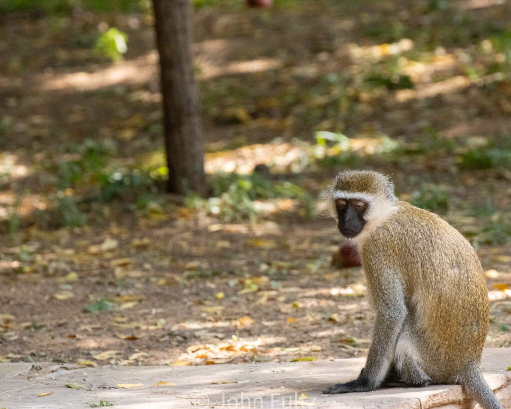 A monkey sitting on the ground in front of trees.