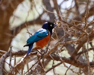 A colorful bird sitting on top of a tree branch.