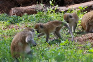 Three baby Vervet Monkey, or Black-Faced monkeys are playing in the grass. 