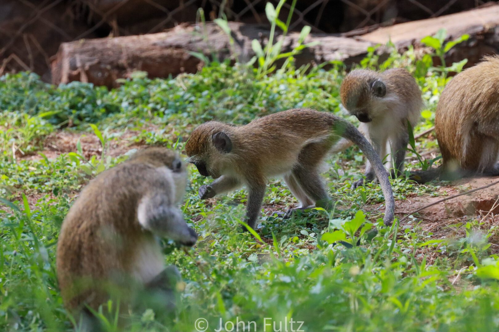 Infant Vervet Monkeys, or Black-Faced Monkeys – Kenya, Africa