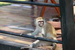 A Vervet Monkey, or Black-Faced Monkey 