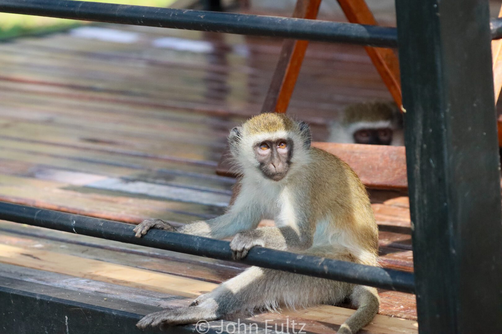 Vervet Monkey, or Black-Faced Monkey – Kenya Africa