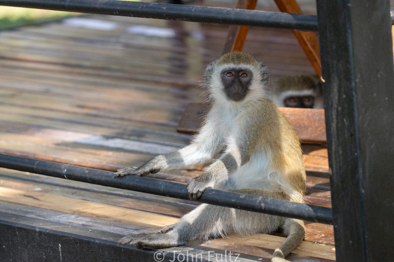 A monkey sitting on top of a metal rail.