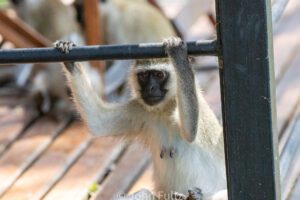 A Vervet Monkey, or Black-Faced Monkey hanging from a metal bar.