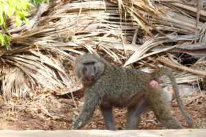 An Olive Baboon near my tent.