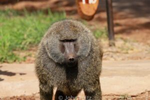 An Olive Baboon near my tent.