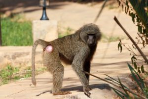 An Olive Baboon near my tent.