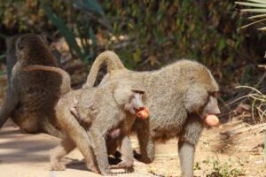 Two Olive Baboons are standing on the ground with fruit in their mouth.