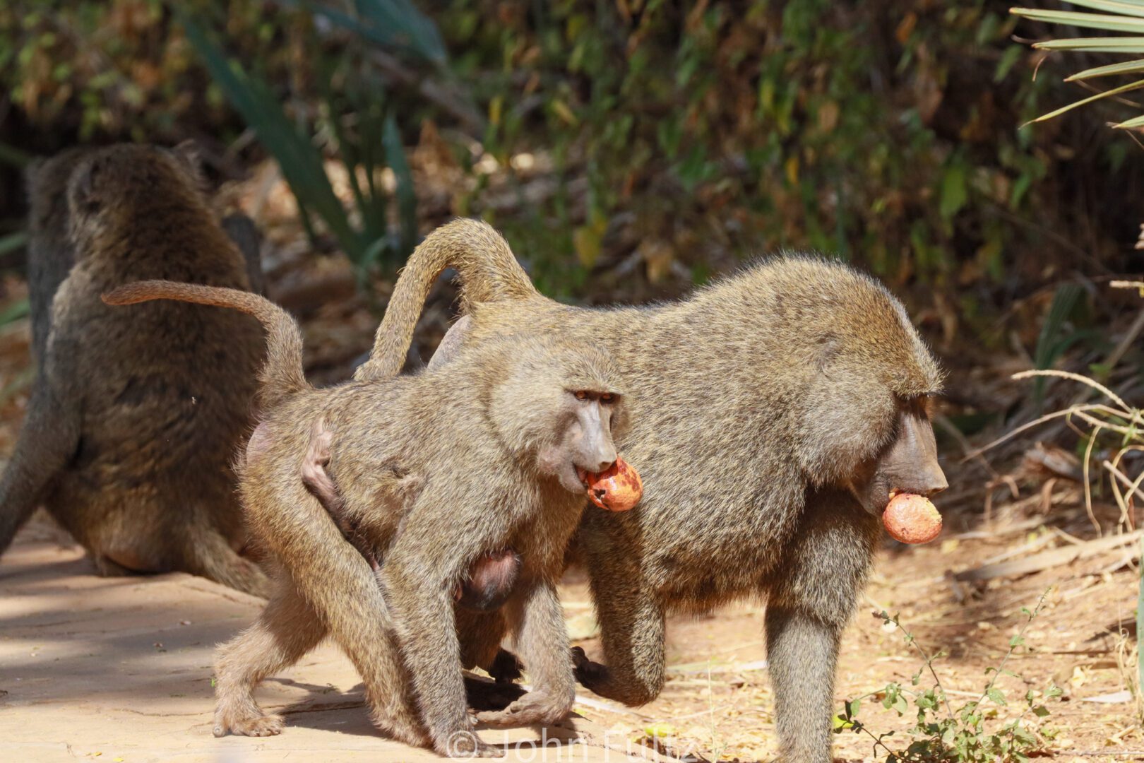 Olive Baboons – Kenya, Africa