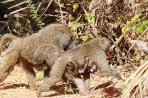 Two baboons are playing together in the brush.