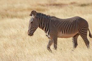 A zebra standing in the middle of an open field.