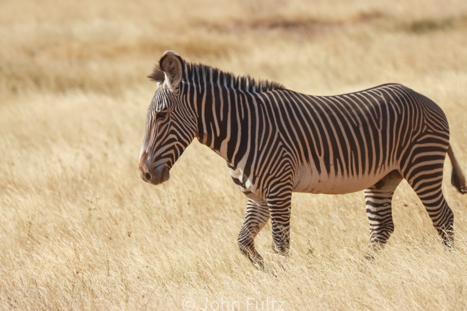 Zebra – Kenya, Africa