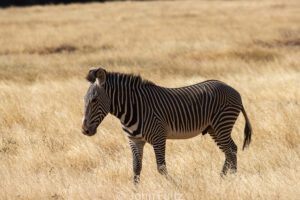 A zebra standing in the middle of an open field.