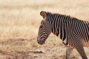 A zebra standing in the middle of an open field.