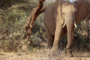 A large elephant walking through the brush near trees.