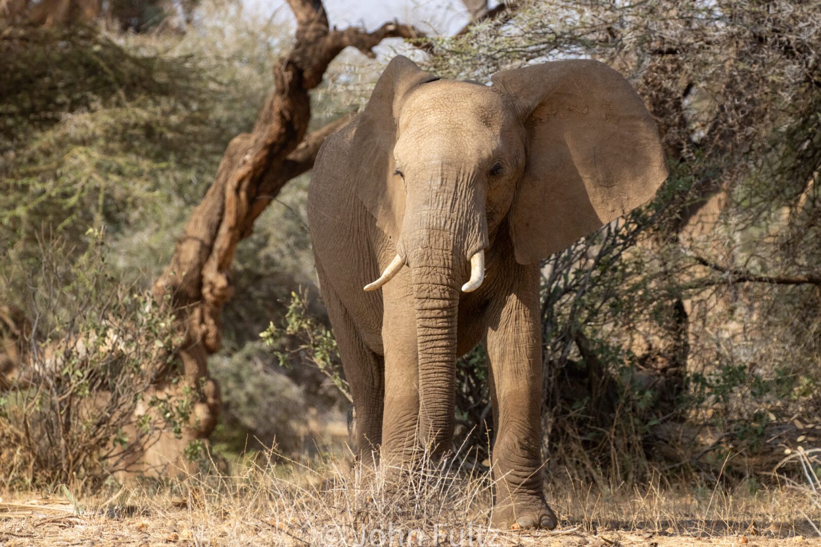 An elephant standing in the middle of a field.