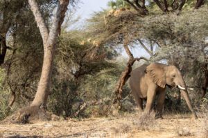 A large elephant walking through the brush near some trees.