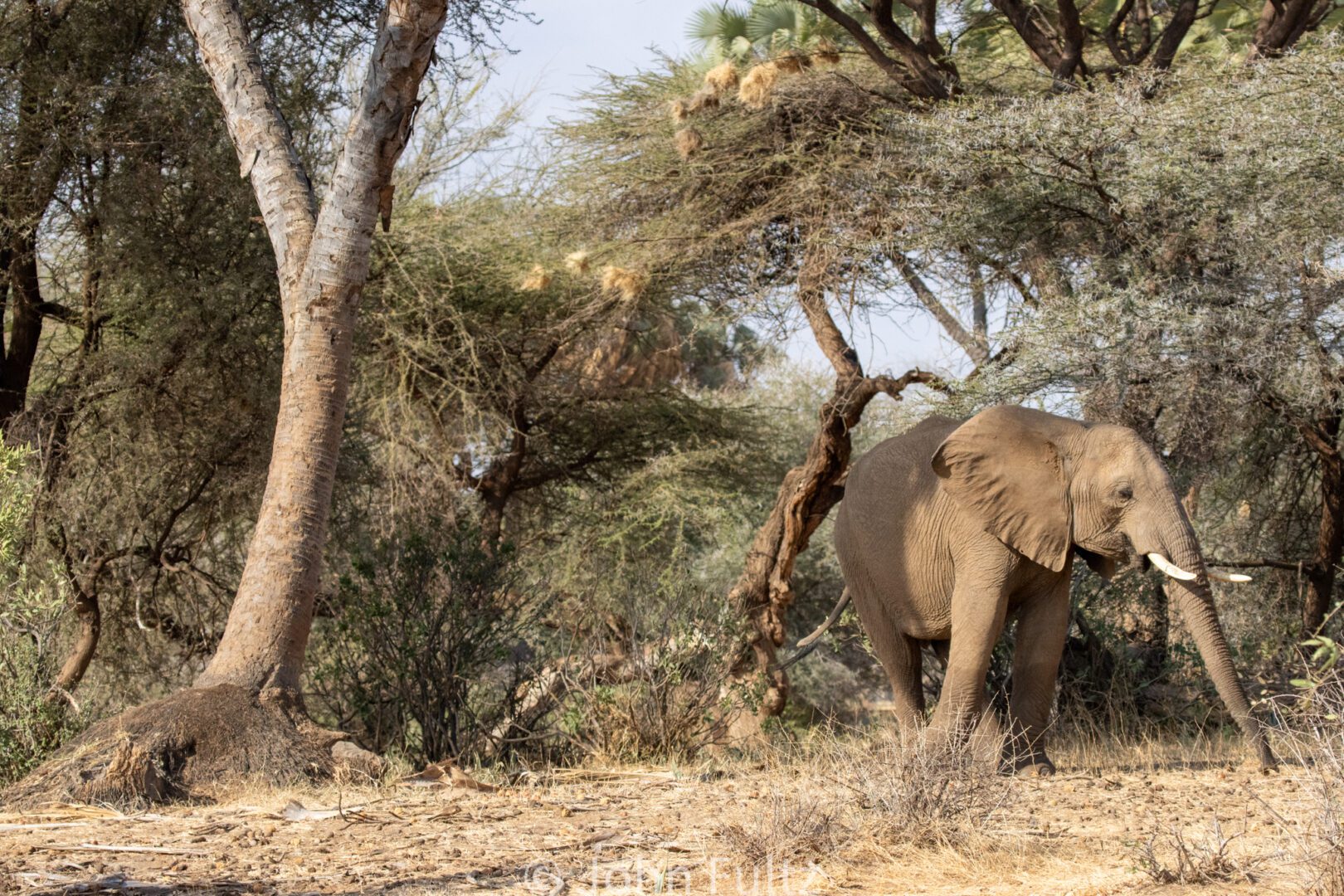 African Elephant – Kenya, Africa