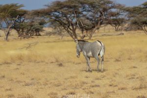 A zebra standing in the middle of an open field.