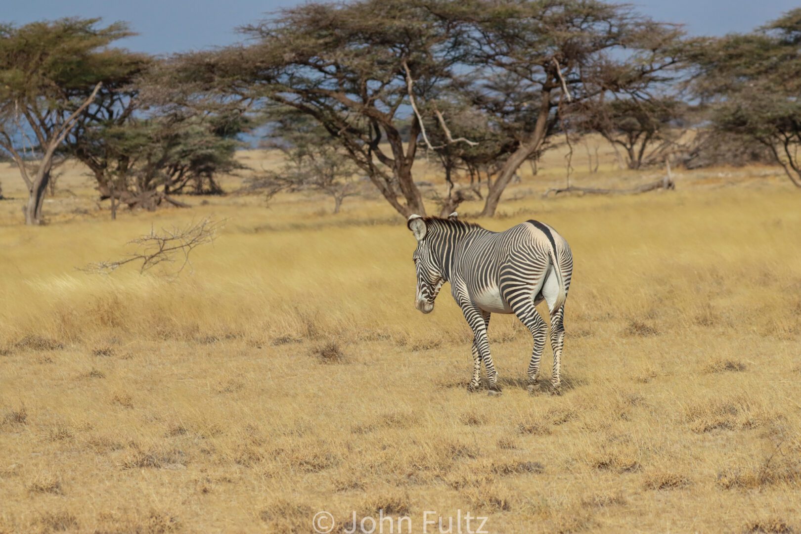 Zebra – Kenya, Africa