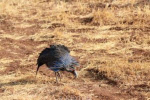 A bird is standing in the middle of an open field.