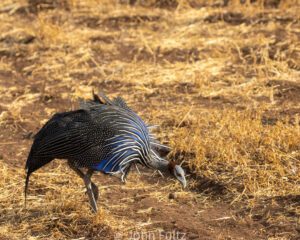 A bird with blue feathers on its head and feet.