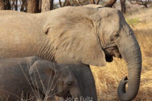 A couple of elephants standing next to each other.