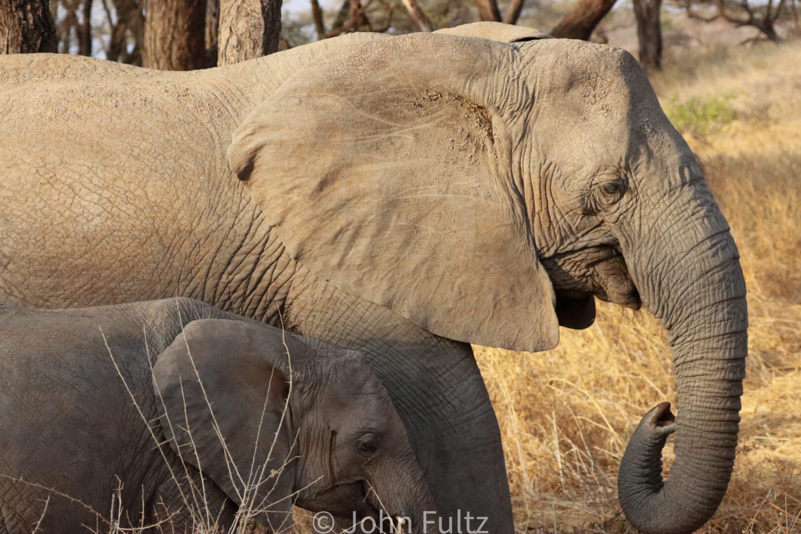 African Elephant and Calf – Kenya, Africa