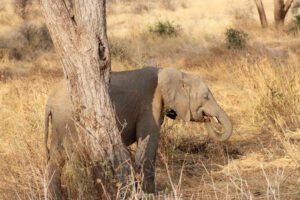 A elephant standing next to a tree in the wild.