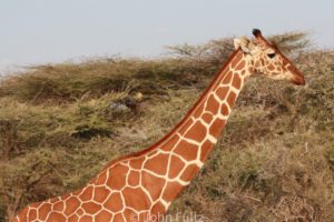 A giraffe standing in the middle of a field.