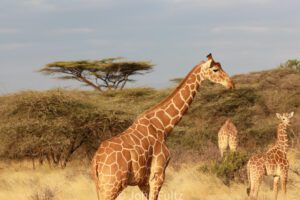 A giraffe standing in the grass near some trees.